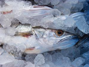 Poissonnerie Lancieux